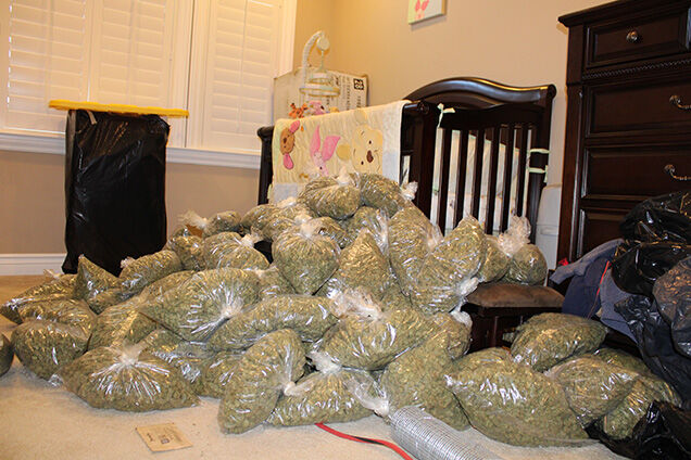 Child endangerment charges connected to illegal marijuana growing operation